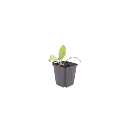 Buitenplant 24x Echinops ritro - Pot Ø 9cm Hoogte ↕ 10-25cm