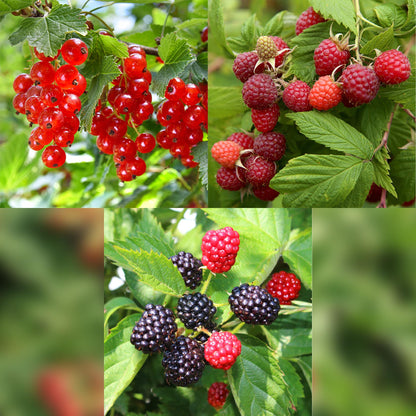Buitenplant 3x Fruitplanten mix - Rode Bes, Rode Framboos, Zwarte Braam - Pot Ø 11cm Hoogte ↕ 40cm