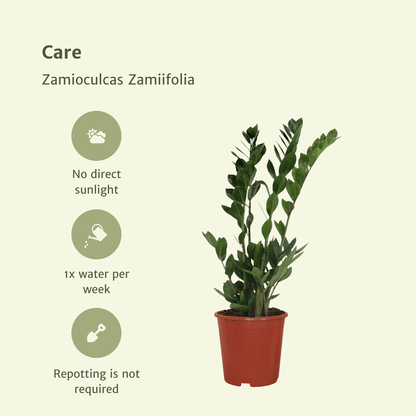 Kamerplant 2x Zamioculcas Zamiifolia - Emerald Palm - Pot Ø 17cm Hoogte ↕ 70cm