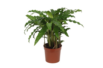Kamerplant - Calathea Bluegrass - Pot Ø 12cm Hoogte ↕ 35cm