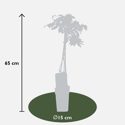 Buitenplant - Wisteria floribunda Alba - Bloeiend - Pot Ø 15cm Hoogte ↕ 65cm