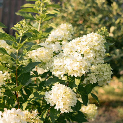 Buitenplant - Hydrangea panniculata 'Limelight' - Bloeiend - Pot Ø 17cm Hoogte ↕ 50cm
