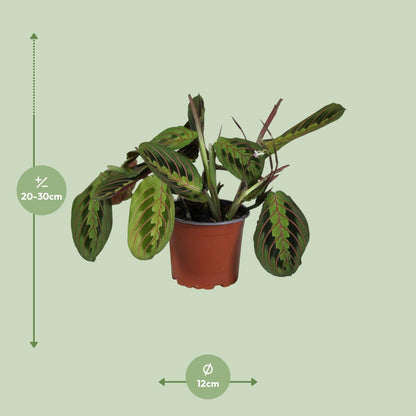 Kamerplant - Maranta Leuconeura Fascinator - Pot Ø 12cm Hoogte ↕ 30cm