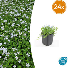 Buitenplant 24x Isotoma fluviatilis 'Alba' - Pot Ø 9cm Hoogte ↕ 10-25cm