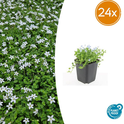 Buitenplant 24x Isotoma fluviatilis 'Alba' - Pot Ø 9cm Hoogte ↕ 10-25cm