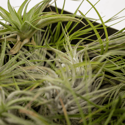 Kamerplant 20x Tillandsia Air mix - Pot Ø 6cm Hoogte ↕ 6cm