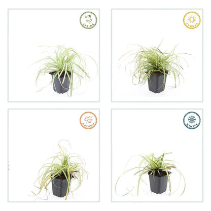 Buitenplant 48x Carex oshim. 'Evergold' - Pot Ø 9cm Hoogte ↕ 10-25cm