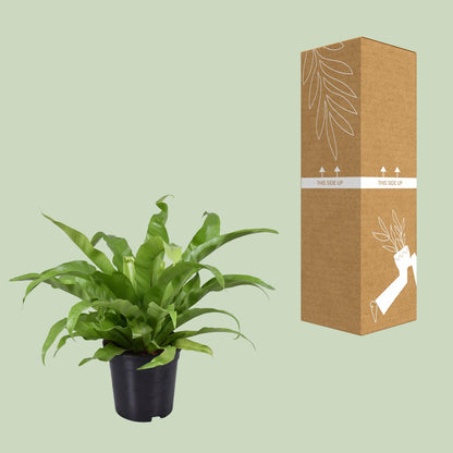 Kamerplant - Asplenium Antiquum - Pot Ø 17cm Hoogte ↕ 45cm