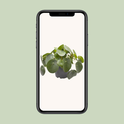 Kamerplant - Pilea Peperomioides - Pot Ø 12cm Hoogte ↕ 20cm