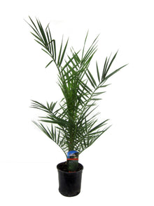Buitenplant - Phoenix canariensis - Pot Ø 14cm Hoogte ↕ 80cm