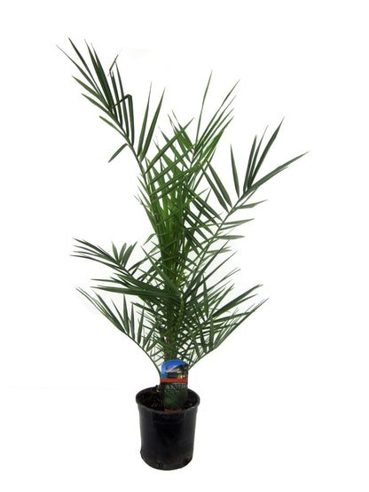 Buitenplant - Phoenix canariensis - Pot Ø 14cm Hoogte ↕ 80cm