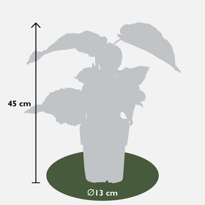 Buitenplant 3x Actinidia deliciosa 'Jenny' - Pot Ø 13cm Hoogte ↕ 45cm