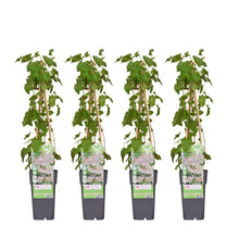 Buitenplant 4x Fallopia baldschuanica - Bloeiend - Pot Ø 15cm Hoogte ↕ 65cm