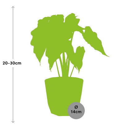Kamerplant - Alocasia 'Polly' - Pot Ø 14cm