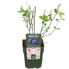 Buitenplant 5x Vaccinium corymbosum 'Reka' - Bloeiend - Pot Ø 13cm Hoogte ↕ 45cm