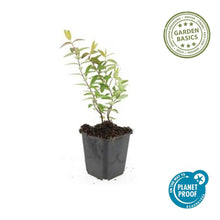 Buitenplant 12x Hypericum 'Hidcote' - Bloeiend - Pot Ø 9cm Hoogte ↕ 10-25cm