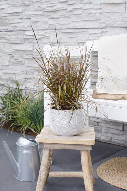 Buitenplant - Uncinia rubra Everflame - Pot Ø 19cm Hoogte ↕ 40cm
