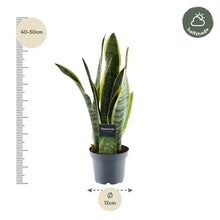 Kamerplant - Sansevieria Laurentii - Pot Ø 12cm Hoogte ↕ 45cm