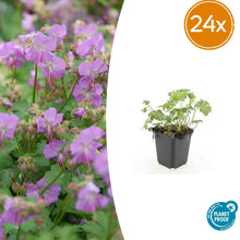 Buitenplant 24x Geranium cant. 'Cambridge' - Bloeiend - Pot Ø 9cm Hoogte ↕ 10-25cm