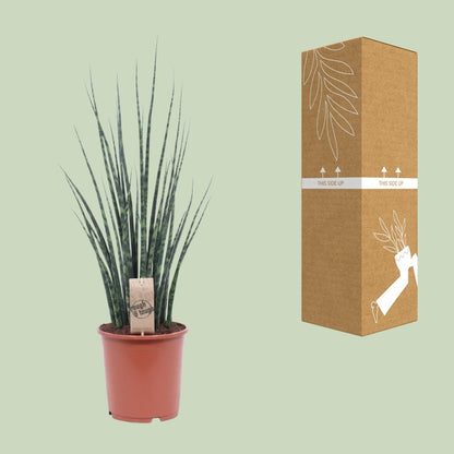 Kamerplant - Sansevieria Fernwood Mikado - Pot Ø 19cm Hoogte ↕ 80cm