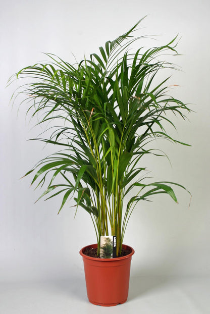 Kamerplant - Dypsis Lutescens (Areca) - Luchtzuiverend - Pot Ø 21cm Hoogte ↕ 100cm