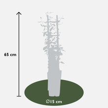 Buitenplant 2x Trachelospermum 'Star of Toscana' - Winterhard - Pot Ø 15cm Hoogte ↕ 65cm