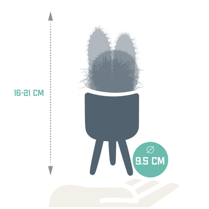 Kamerplant 3x Cactus mix - Inclusief Mexicaanse pot - Pot Ø 8.5cm