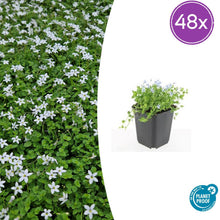 Buitenplant 48x Isotoma fluviatilis 'Alba' - Pot Ø 9cm Hoogte ↕ 10-25cm
