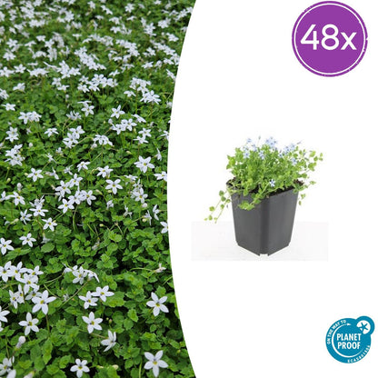 Buitenplant 48x Isotoma fluviatilis 'Alba' - Pot Ø 9cm Hoogte ↕ 10-25cm