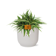 Kamerplant - Chlorophytum Ocean - Pot Ø 16cm Hoogte ↕ 15cm