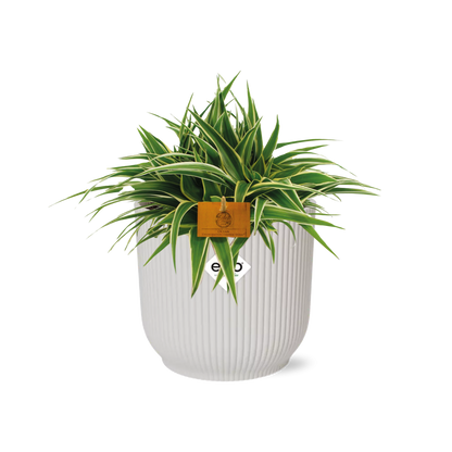 Kamerplant - Chlorophytum Ocean - Pot Ø 16cm Hoogte ↕ 15cm
