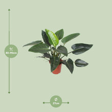 Kamerplant - Philodendron Congo Green - Pot Ø 27cm Hoogte ↕ 90cm