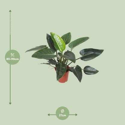 Kamerplant - Philodendron Congo Green - Pot Ø 27cm Hoogte ↕ 90cm