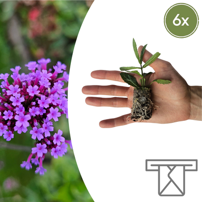 Buitenplant 6x Verbena - Bloeiend - Balkonplant