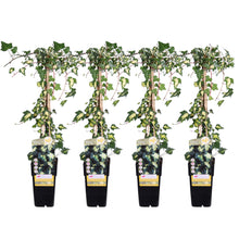 Buitenplant 4x Hedera colchica 'Dentata Variegata' - Pot Ø 15cm Hoogte ↕ 65cm