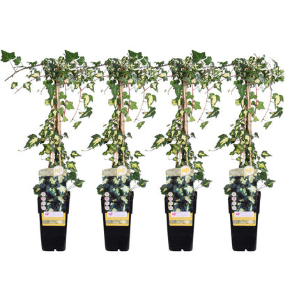 Buitenplant 4x Hedera colchica 'Dentata Variegata' - Pot Ø 15cm Hoogte ↕ 65cm