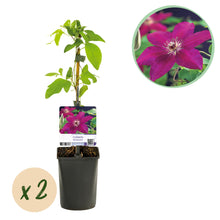 Buitenplant 2x Clematis Westerplatte - Klimplant Rood - Pot Ø 11cm Hoogte ↕ 40cm