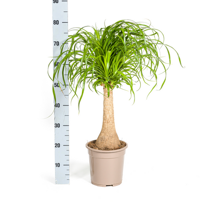 Kamerplant - Beaucarnea Recurvata - Pot Ø 21cm Hoogte ↕ 60-80cm