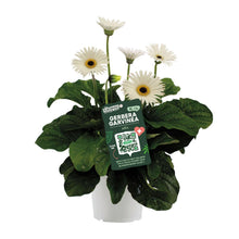 Buitenplant - Garvinea Gerbera Wit - Bloeiend - Pot Ø 19cm Hoogte ↕ 50cm