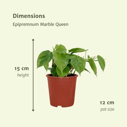 Kamerplant 2x Philodendron Scandens - Pot Ø 12cm Hoogte ↕ 15cm