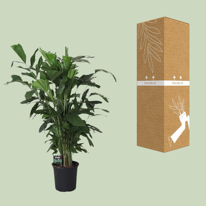 XL kamerplant - Caryota Mitis - Pot Ø 24cm Hoogte ↕ 120cm