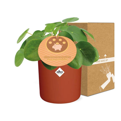 Kamerplant - Pilea Peperomioides - Met sierpot - Pot Ø 12cm