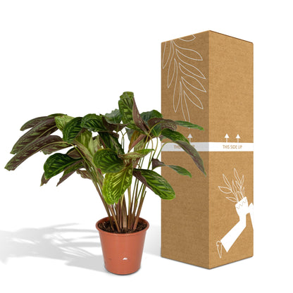 Kamerplant - Calathea Flamestar - Pot Ø 19cm Hoogte ↕ 75cm