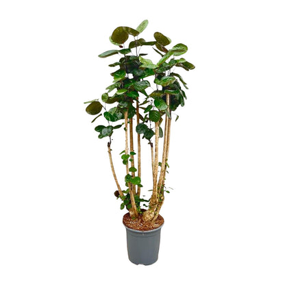 XL plant - Polyscias Fabian - Pot Ø 30cm Hoogte ↕ 150cm