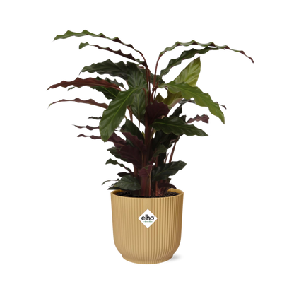 Kamerplant - Calathea Rufibarba 'Tropistar' - Pot Ø 14cm