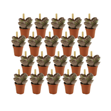Kamerplant 20x Kalanchoe Humilis - Pot Ø 5,5cm Hoogte ↕ 10cm