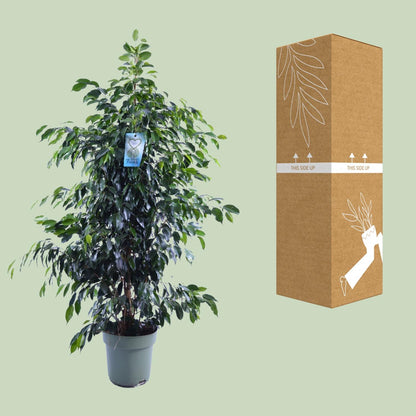 Kamerplant - Ficus Benjamina Midnight Lady - Pot Ø 27cm Hoogte ↕ 140cm