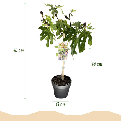 Buitenplant - Ficus carica Little Miss Figgy - Winterhard - Pot Ø 19cm Hoogte ↕ 90cm