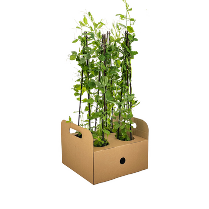 Buitenplant 4x Lathyrus Odoratus - Bloeiend - Pot Ø 13cm Hoogte ↕ 60cm