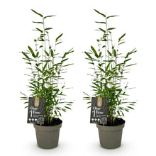 Buitenplant 2x Fargesia Black Dragon - Bladhoudend - Pot Ø 14cm Hoogte ↕ 35cm